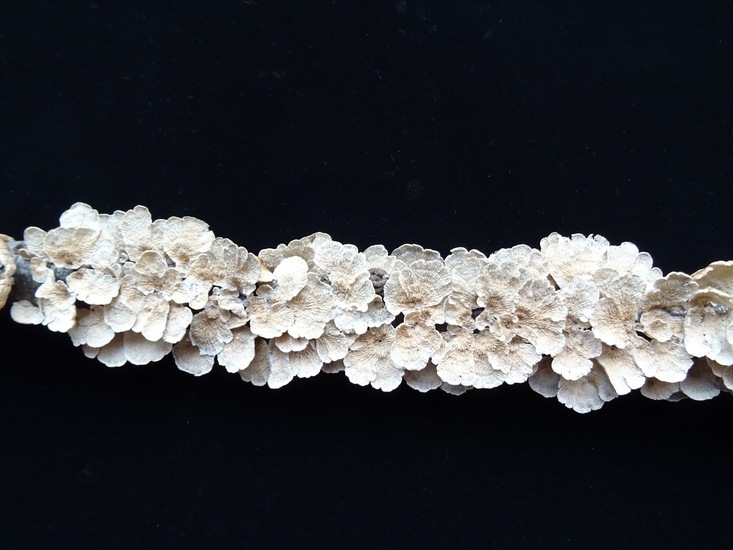 Plooivlieswaaiertje.