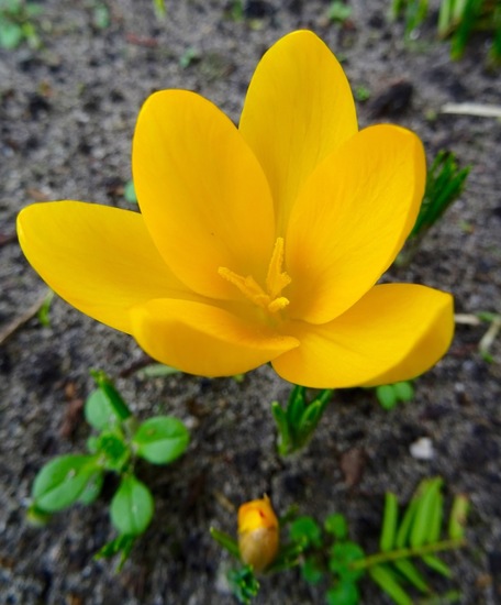 Crocus.