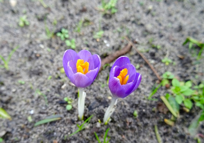 Kleine crocusjes.