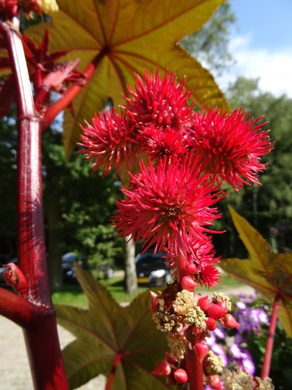 Ricinus..