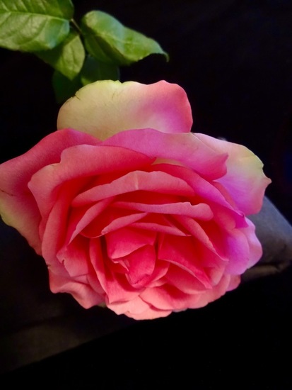 Roosje, twee kleurig.