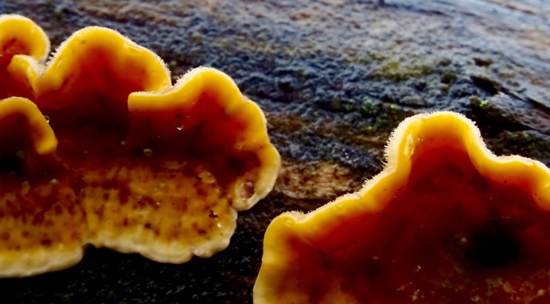 Spel van licht en donker.