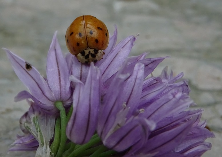 Kevertje op Bieslookbloemetje.