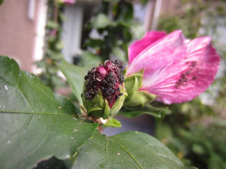 Luizen op bloemknop.