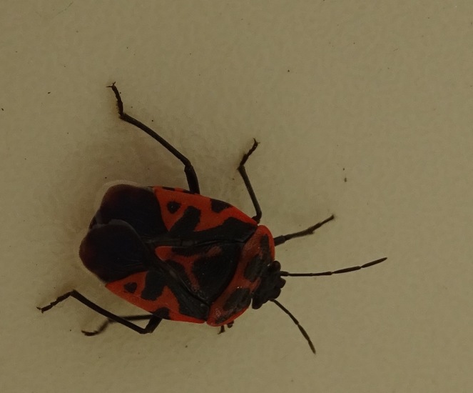 Sierlijke Schildwants.