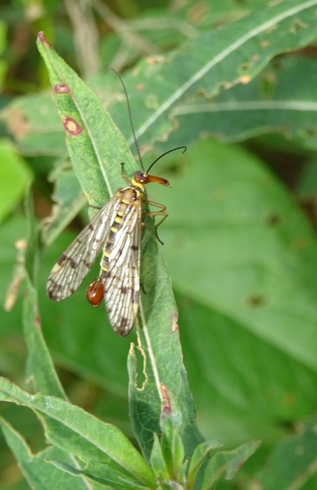 Roodkop Schorpioenvlieg.
