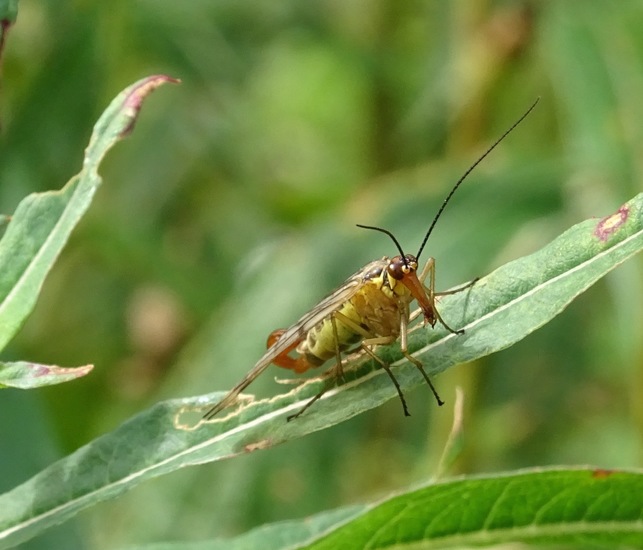 Roodkop Schorpioenvlieg.