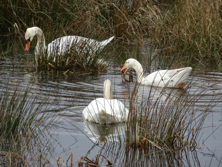 Twee zwanen en een gans.