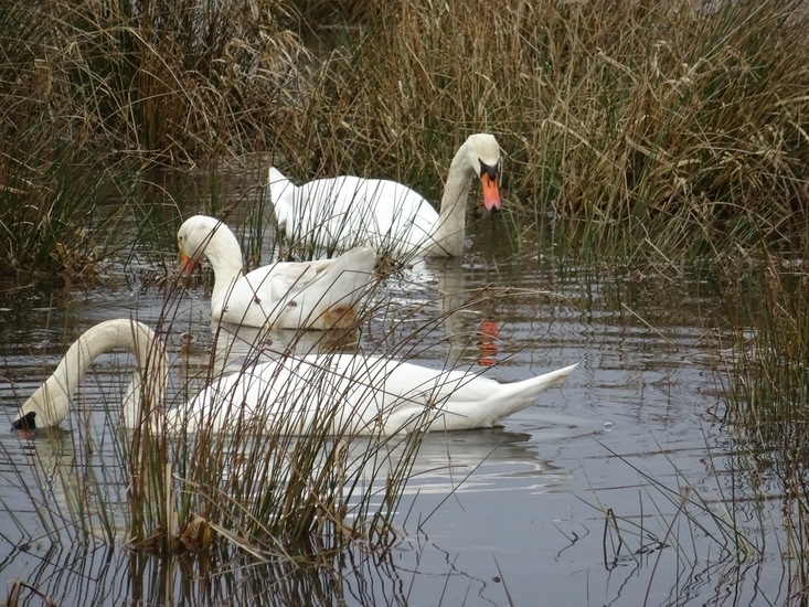 Twee zwanen en een gans.