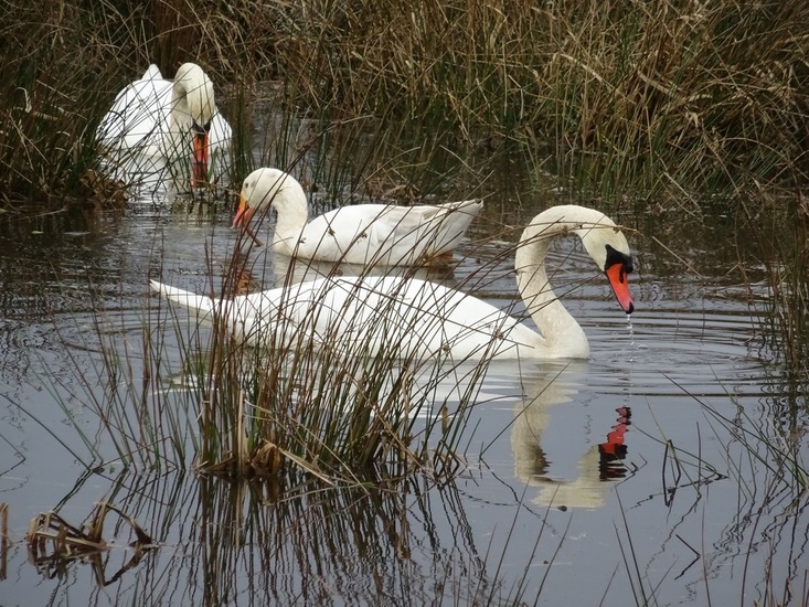 Twee zwanen en een gans.
