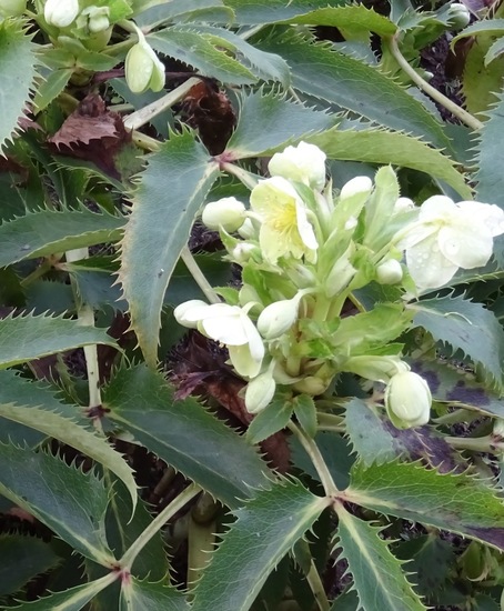 Witte Helleborus.
