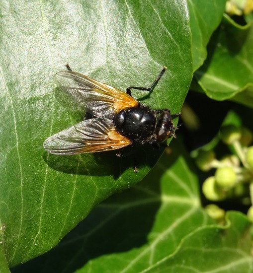 Schorsvlieg Mesembrina Meridiana.