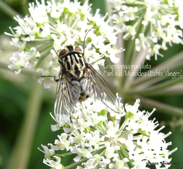 Echte vlieg.
