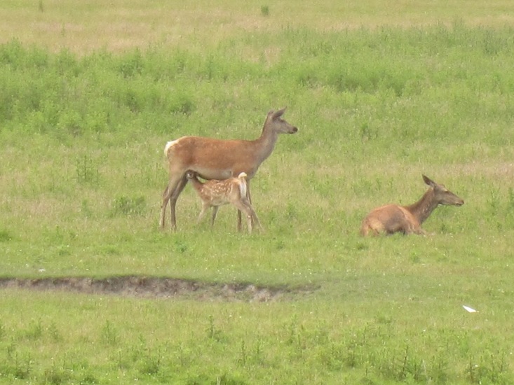 Hertjes bij Den Helder.