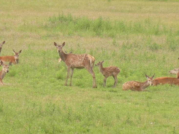 Hertjes bij Den Helder.