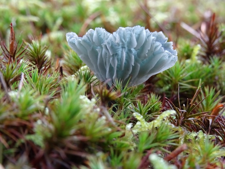 Blauw-groene trechtertje.