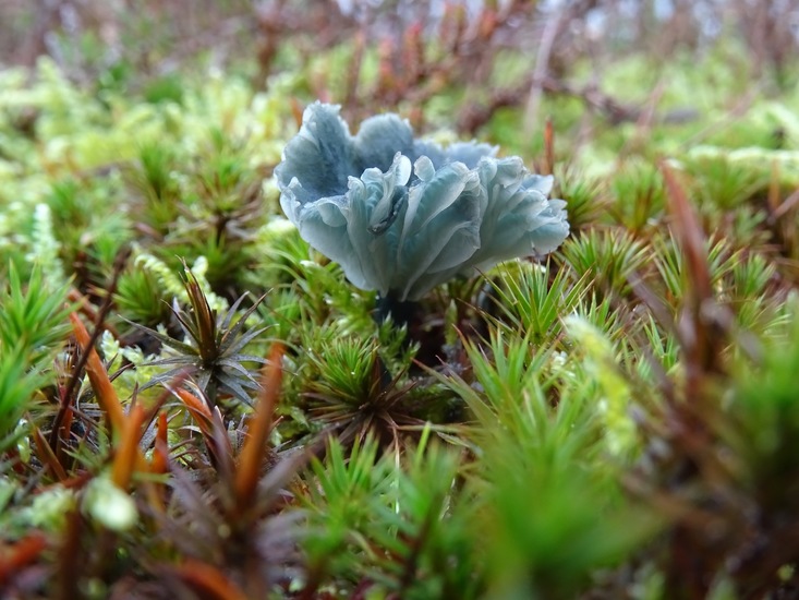 Blauw-groene trechtertje.