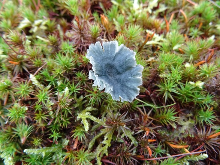 Blauw-groene trechtertje.