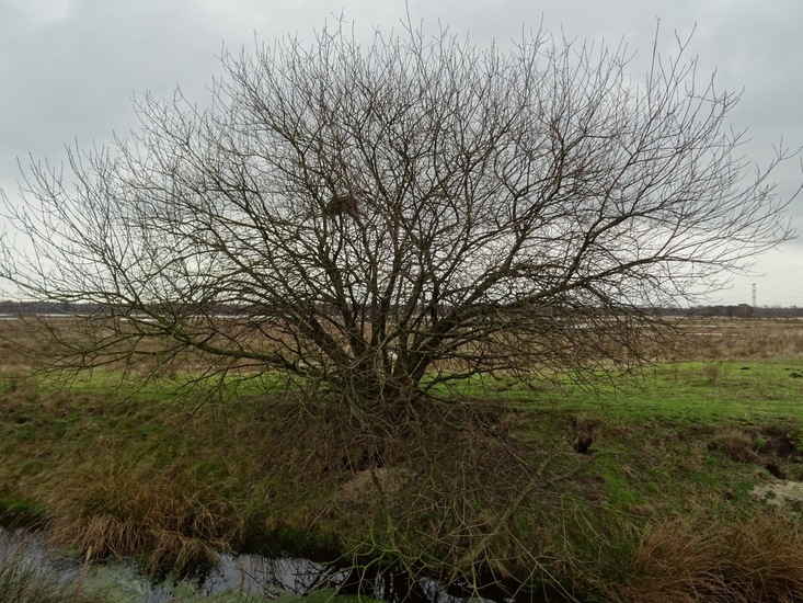 Wilg met nest van Kraai.