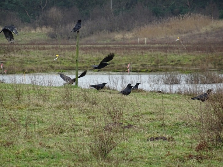Kraaien.
