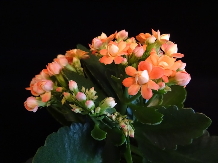 Kalanchoë.