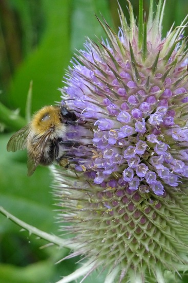 Akkerhommel op Kaardebol.