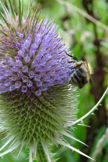 Akkerhommel op Kaardebol.