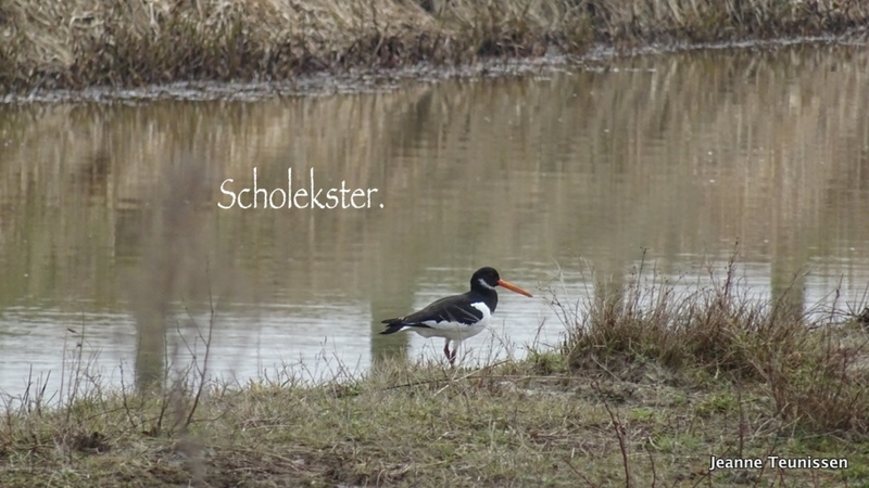Scholekster.