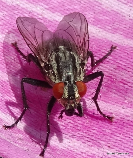 Vrouwtjesvlieg.