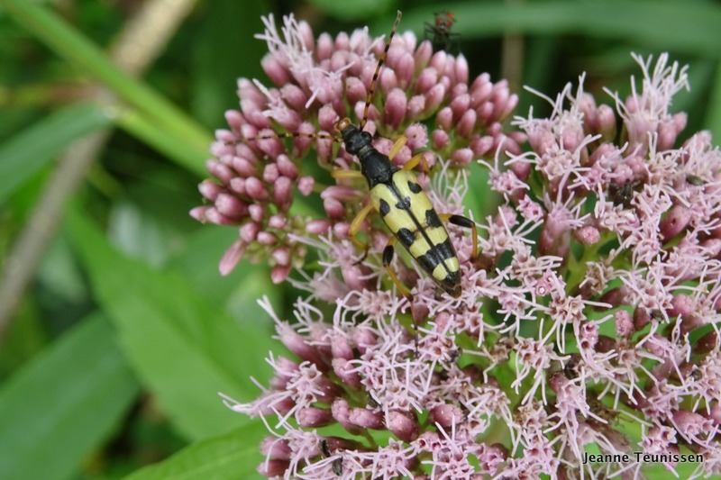 Gevlekte Smalboktor.