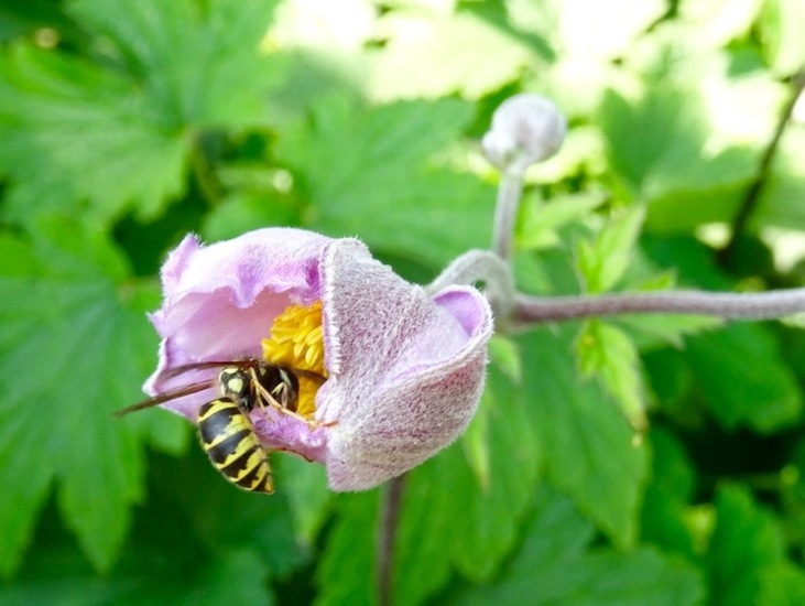 Wesp op Japanse Anemoon.