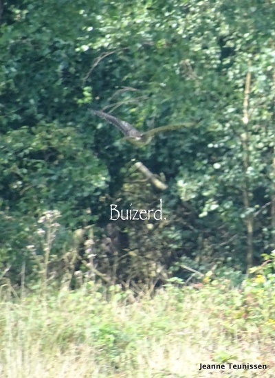 Buizerd.