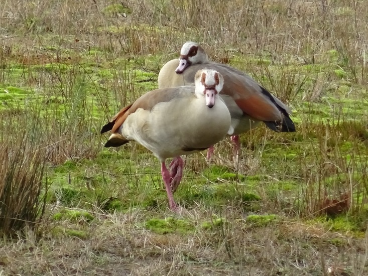 Nijlganzen.