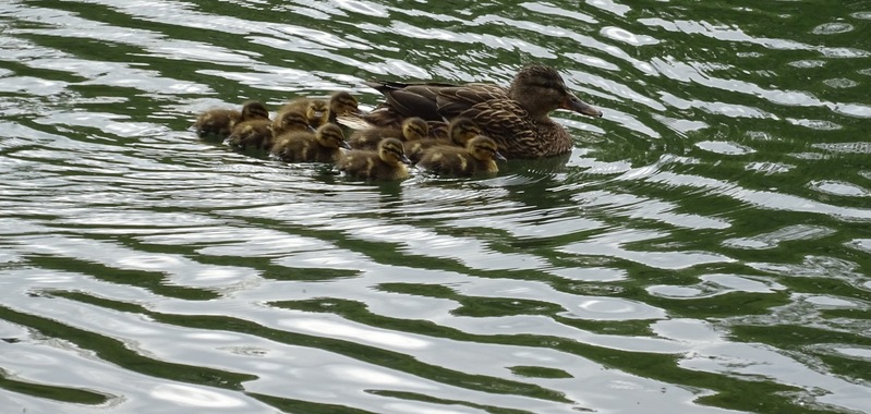 Moeder met kleintjes.