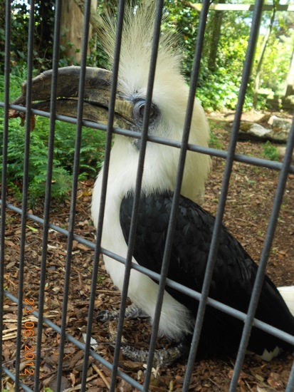 Langkuif neushoornvogel.