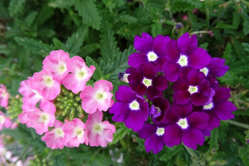 Verbena.