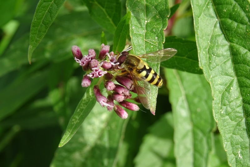 Bonte Bandzweefvlieg.