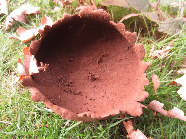 Mooie grote stuifzwam.