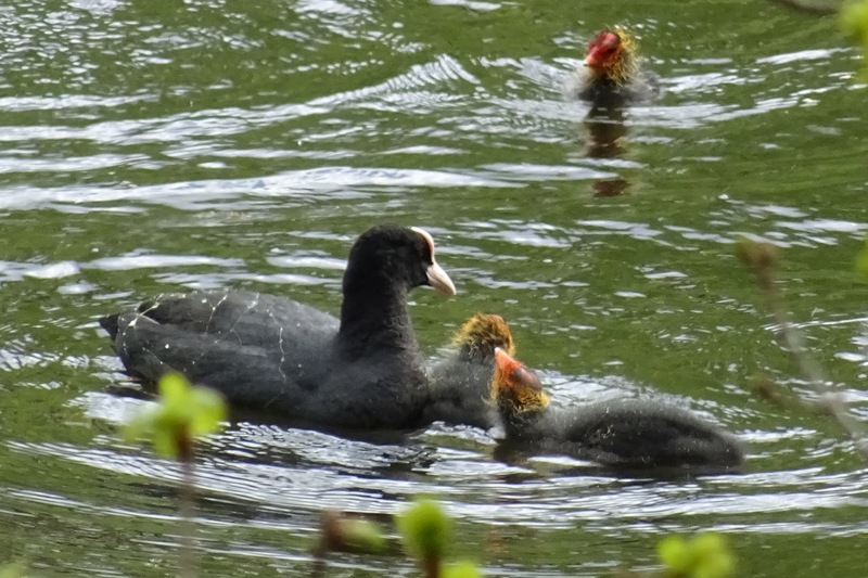 Meerkoet met jongen.