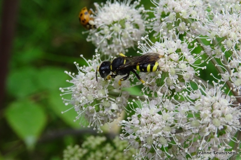 Grote Knoopwesp.