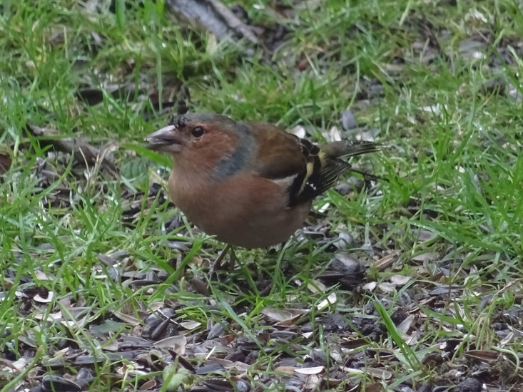 Vink.