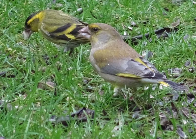 Sijsje en groenling.
