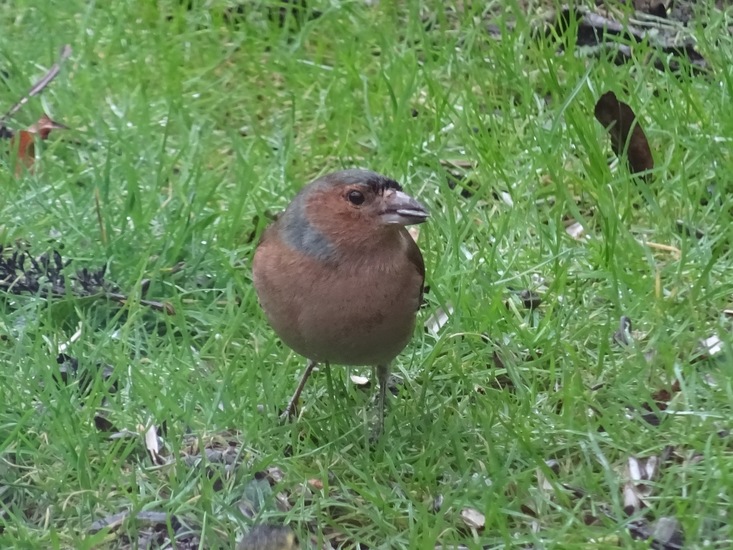 Vink.
