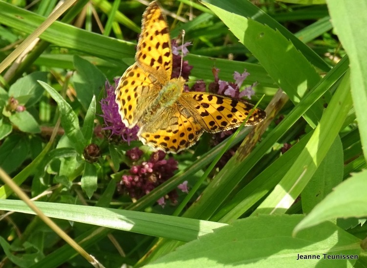 KLeine Parelmoervlinder.