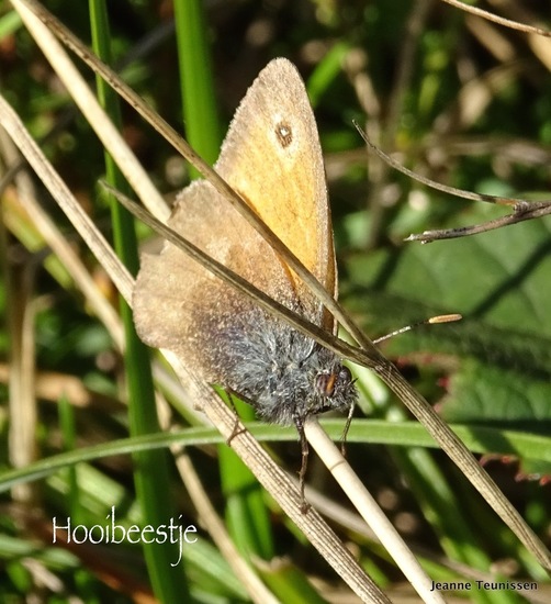 Hooibeestje.