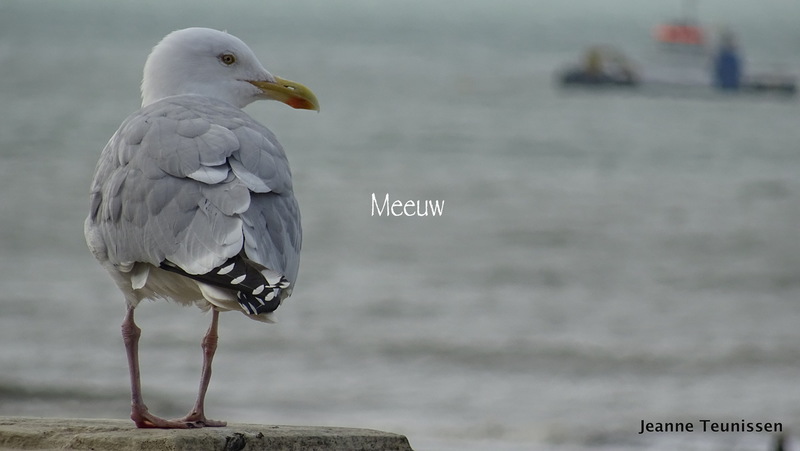 Meeuw.