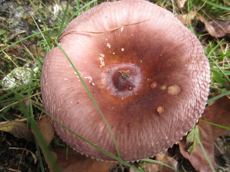 Papilrussula.