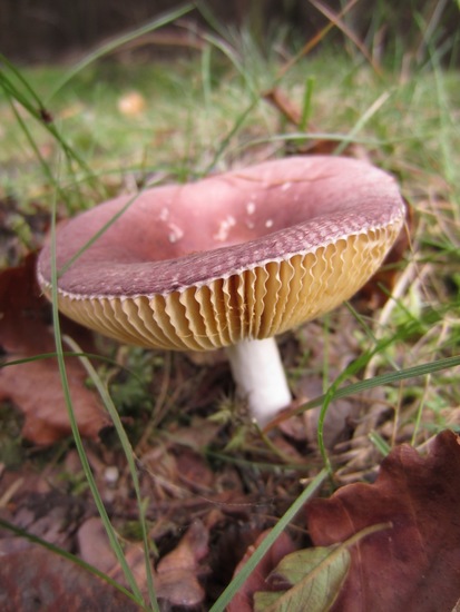Papilrussula.
