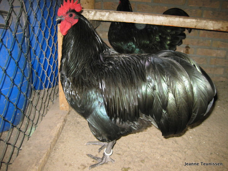 Australorp Haan.