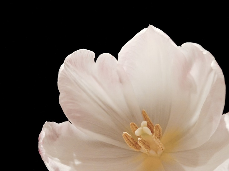 Tulpje in de hoofdrol.